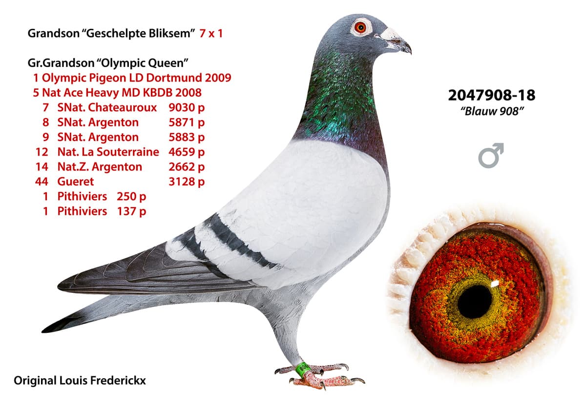 pigeon: undefined