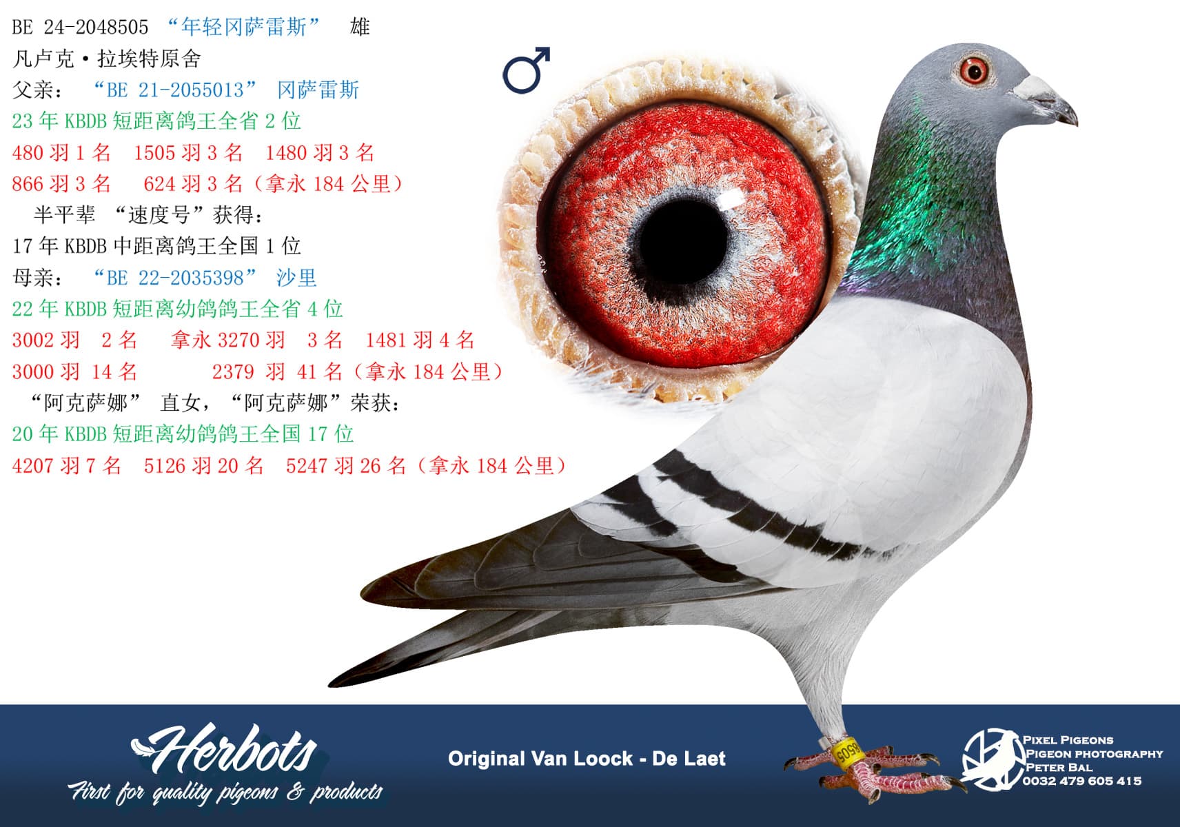 pigeon: undefined