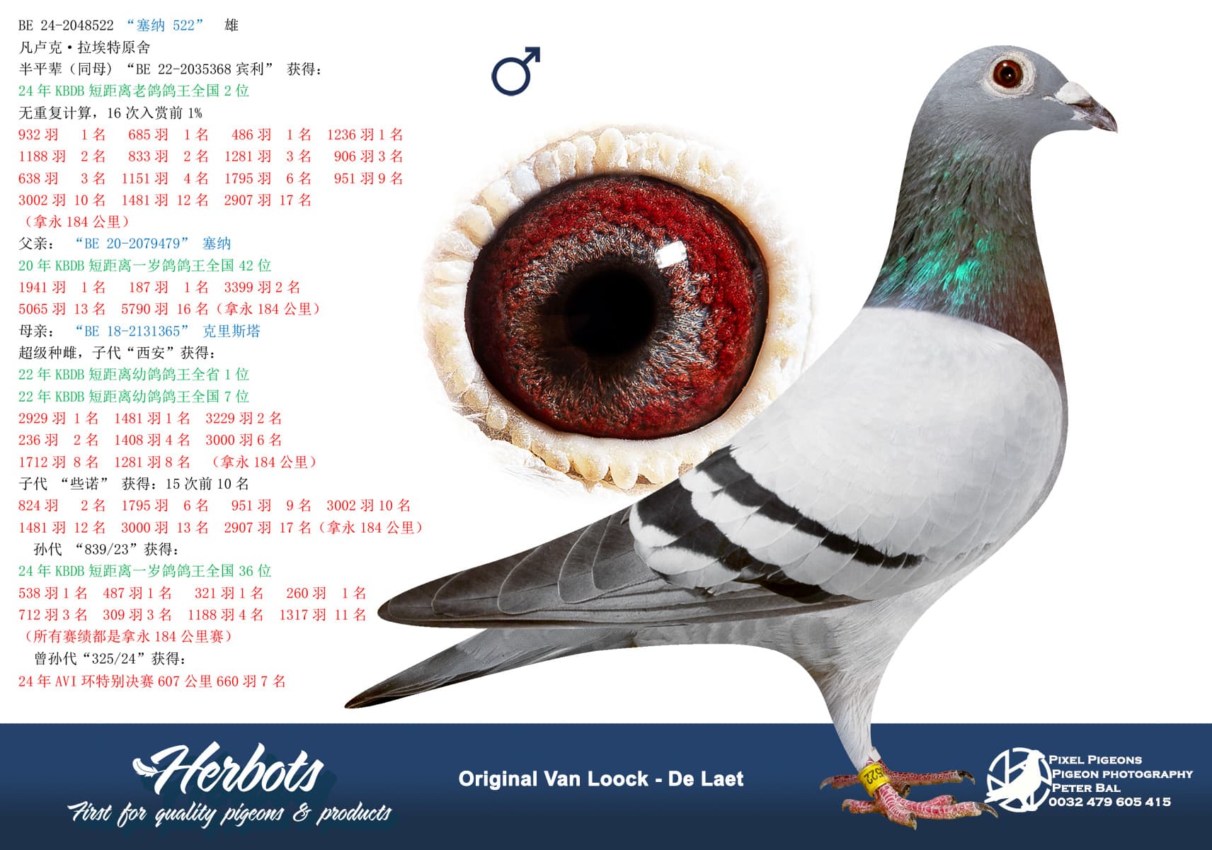 pigeon: “塞纳 522”