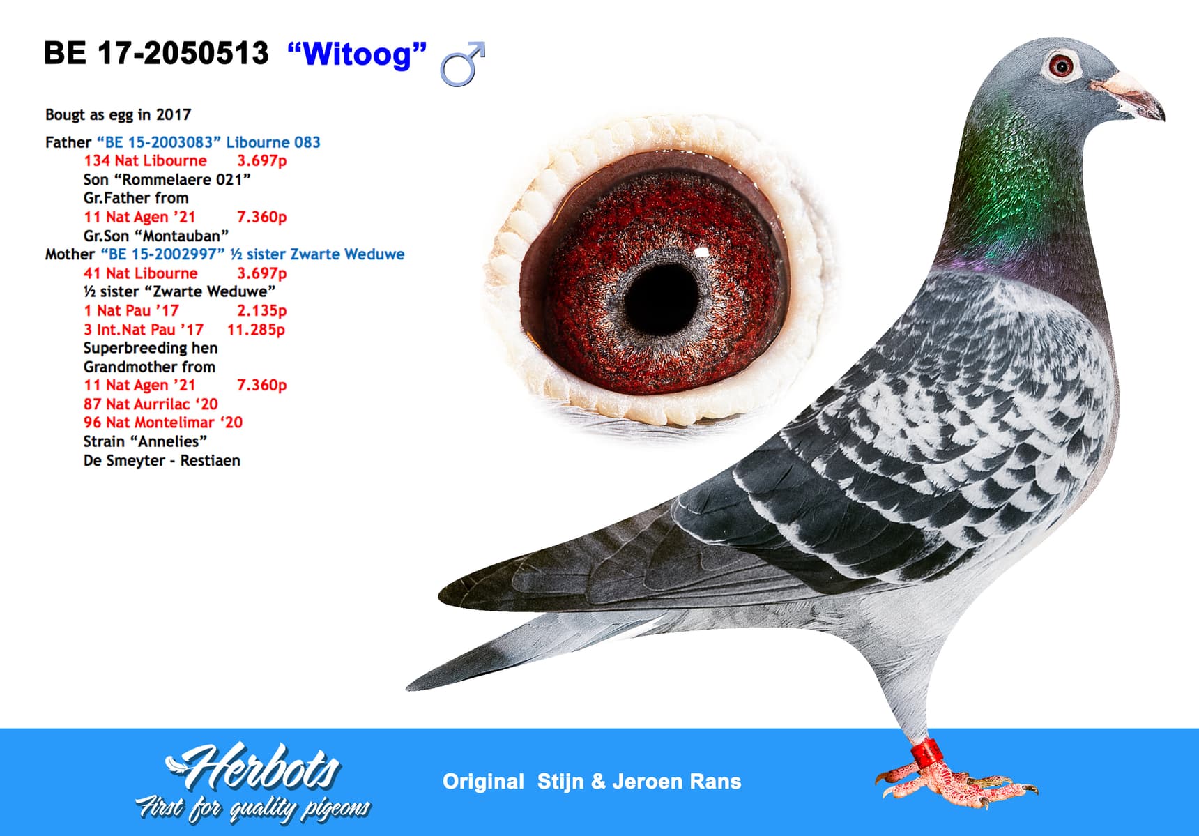 pigeon: undefined