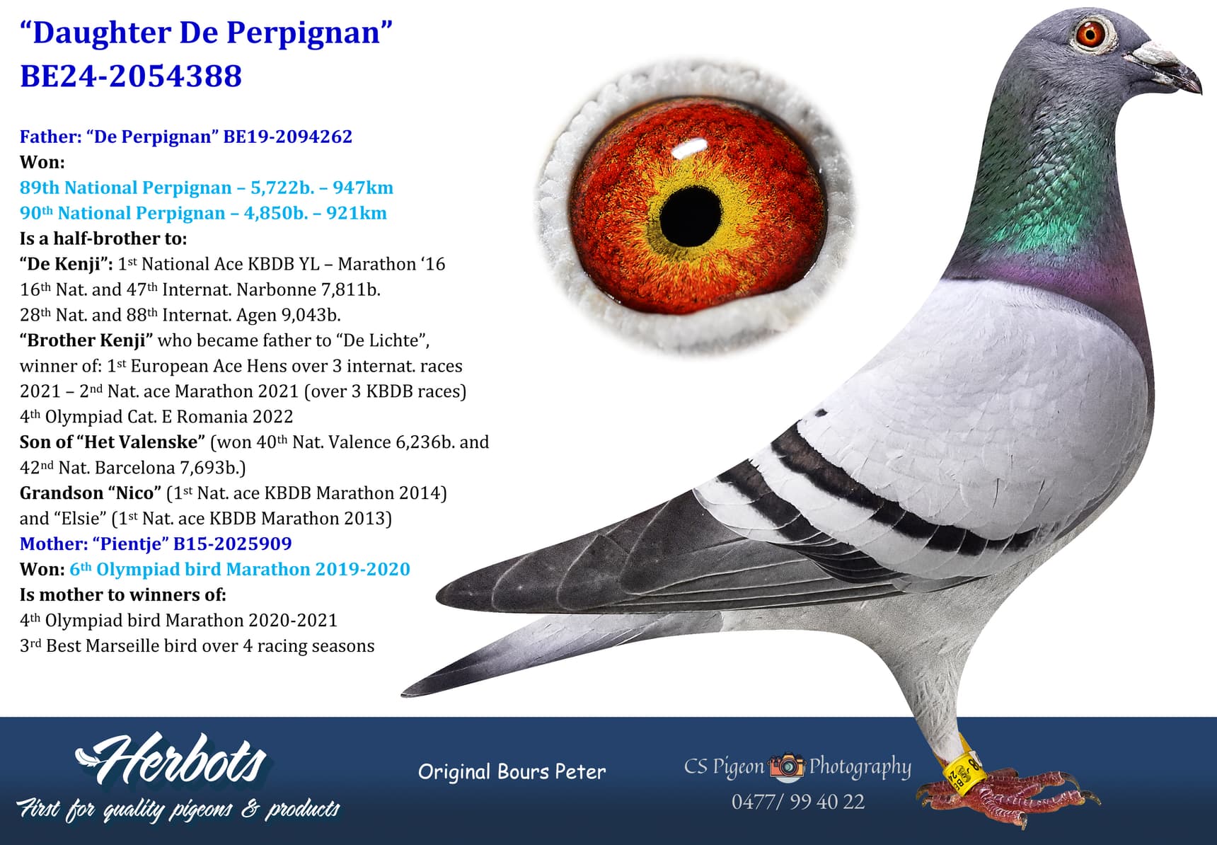 pigeon: undefined
