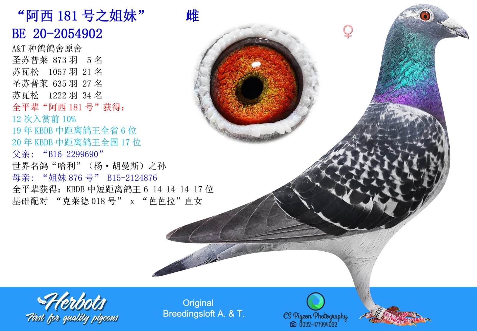 pigeon: “阿西181号之姐妹”