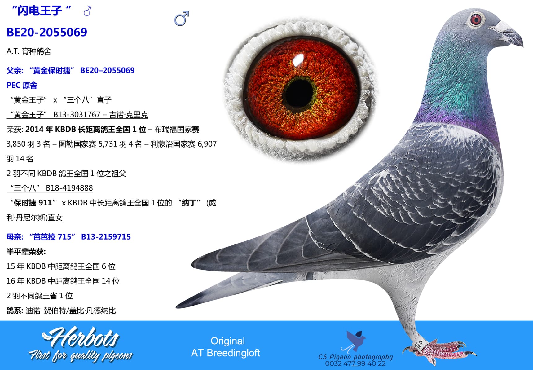 pigeon: undefined