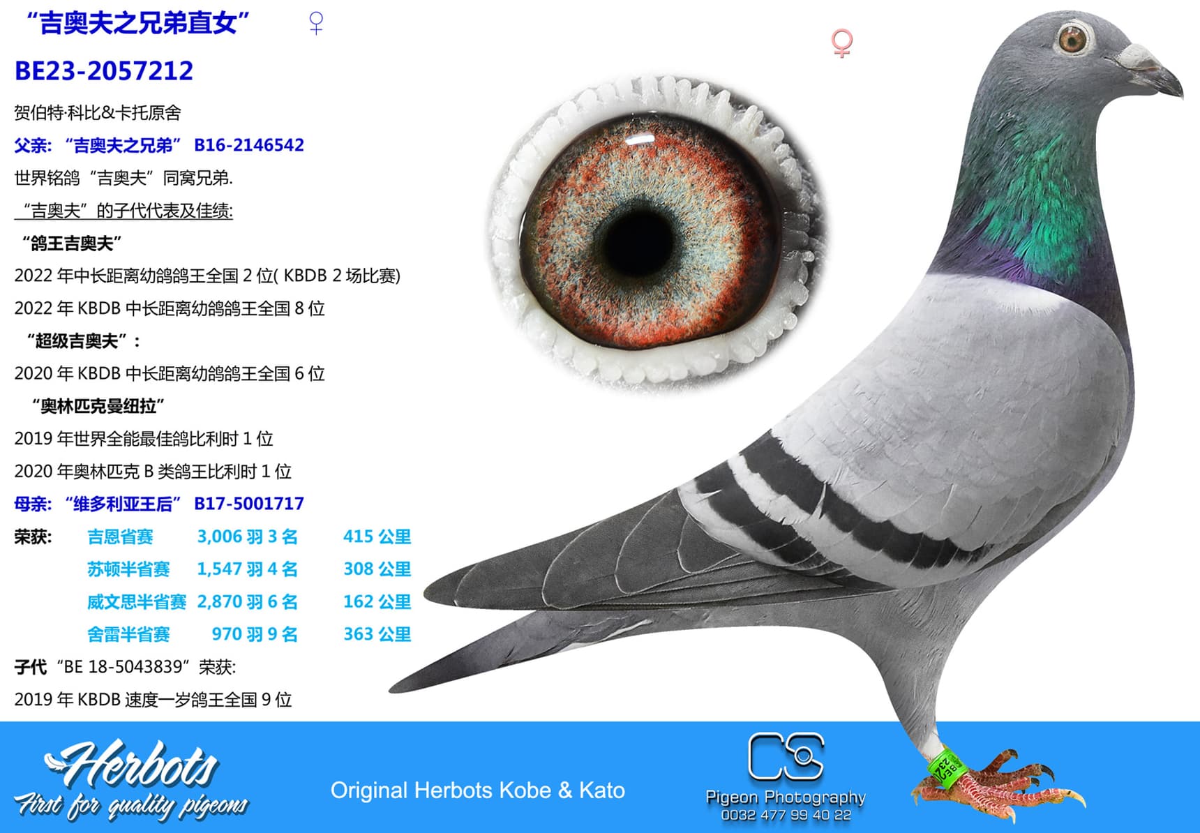 pigeon: “吉奥夫之兄弟直女”