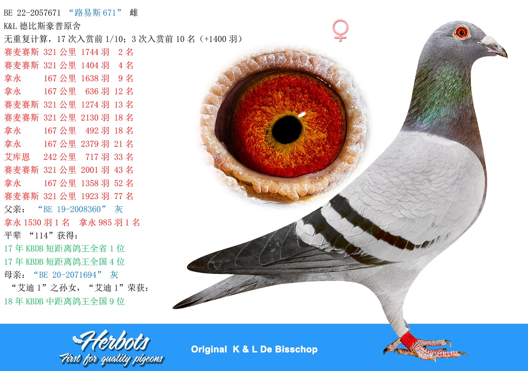 pigeon: “路易斯671”