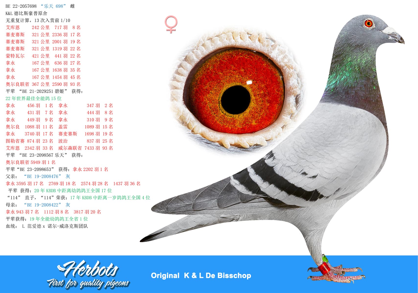 pigeon: undefined