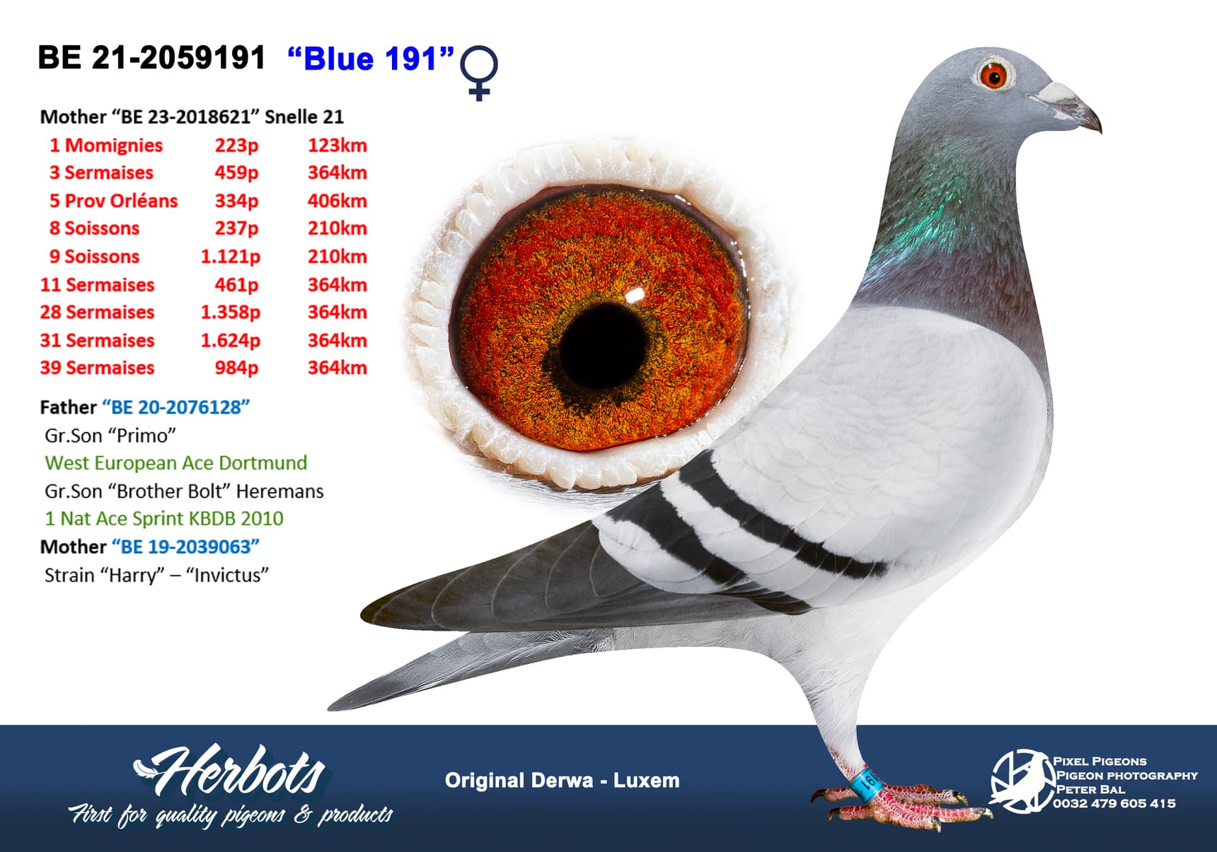 pigeon: “Blue 191”