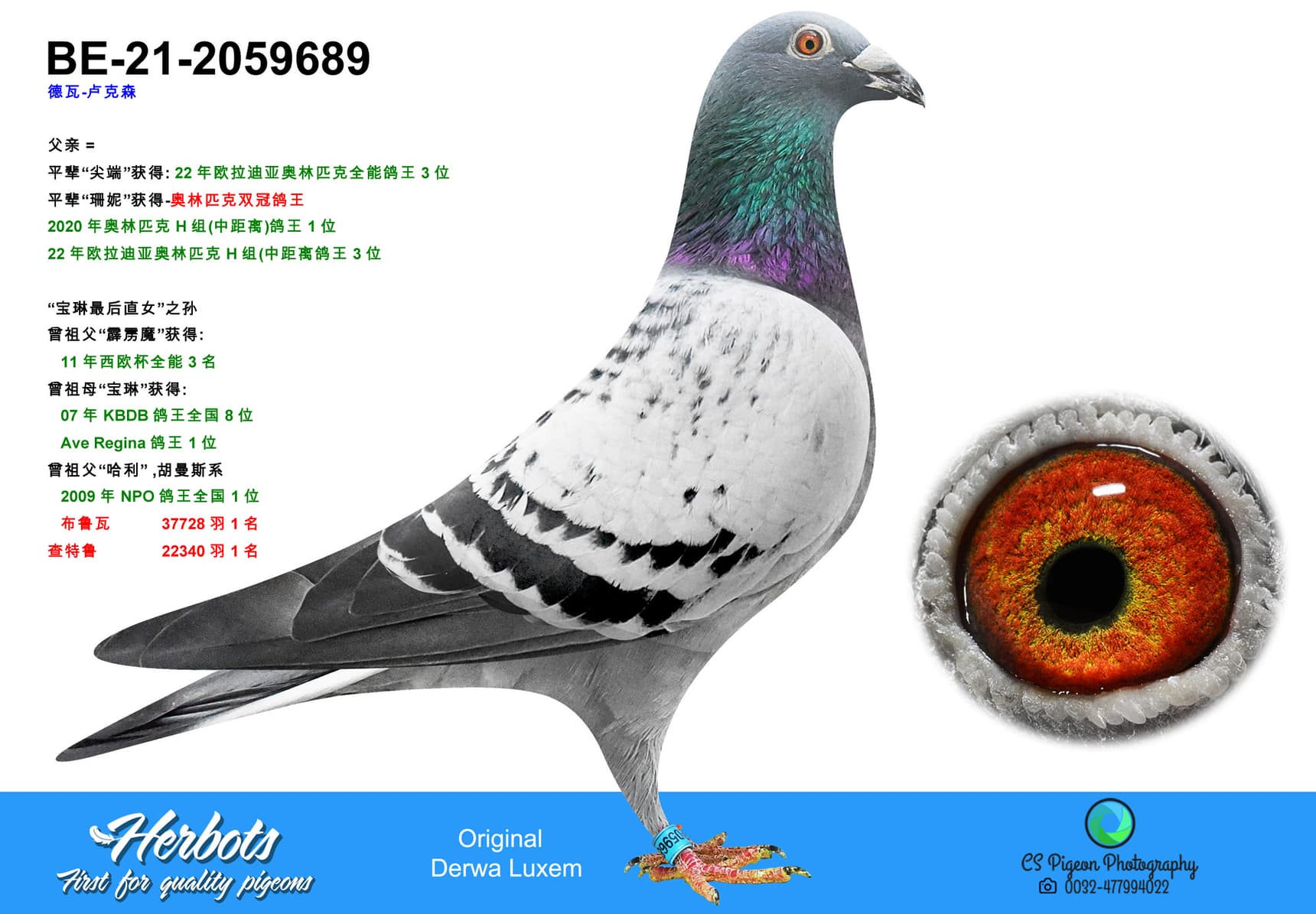 pigeon: undefined