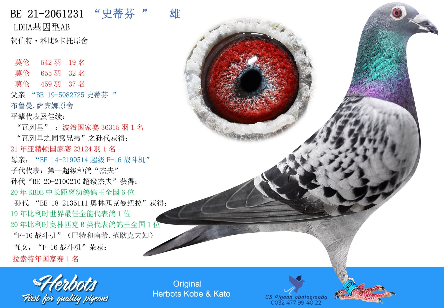 pigeon: “史蒂芬 ”