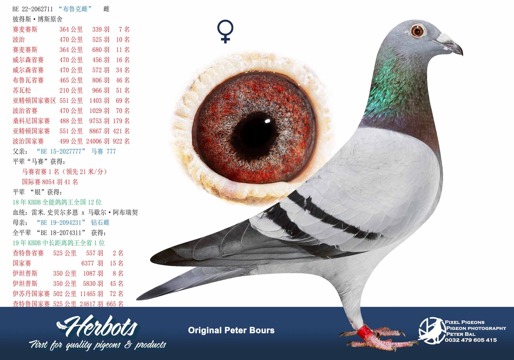 pigeon: undefined