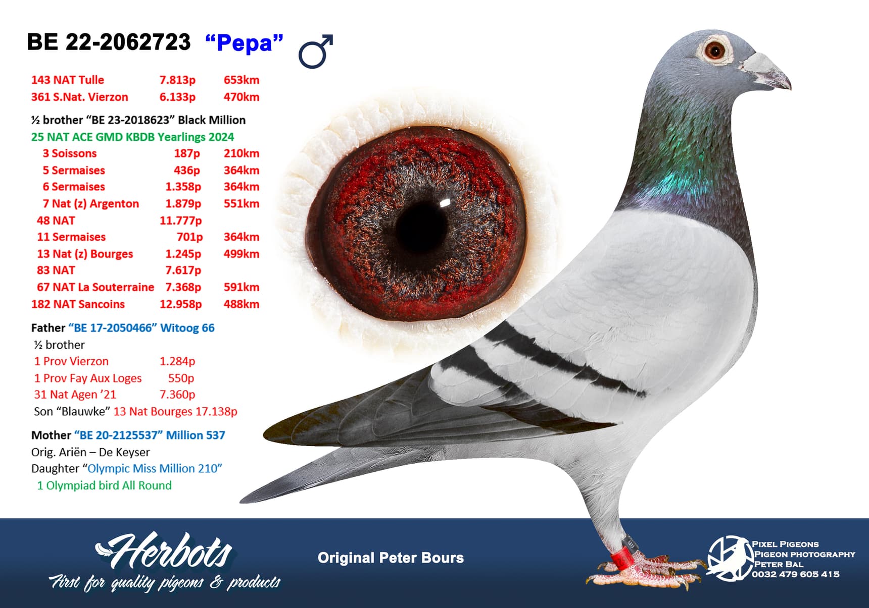 pigeon: undefined