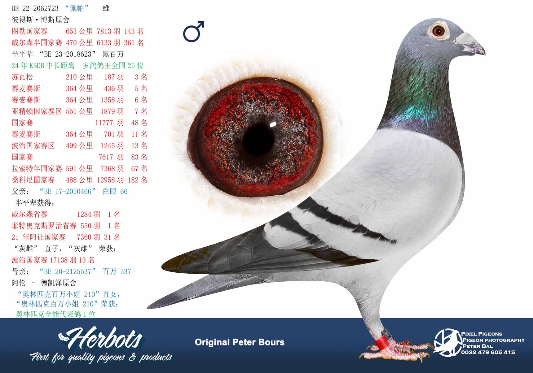 pigeon: undefined