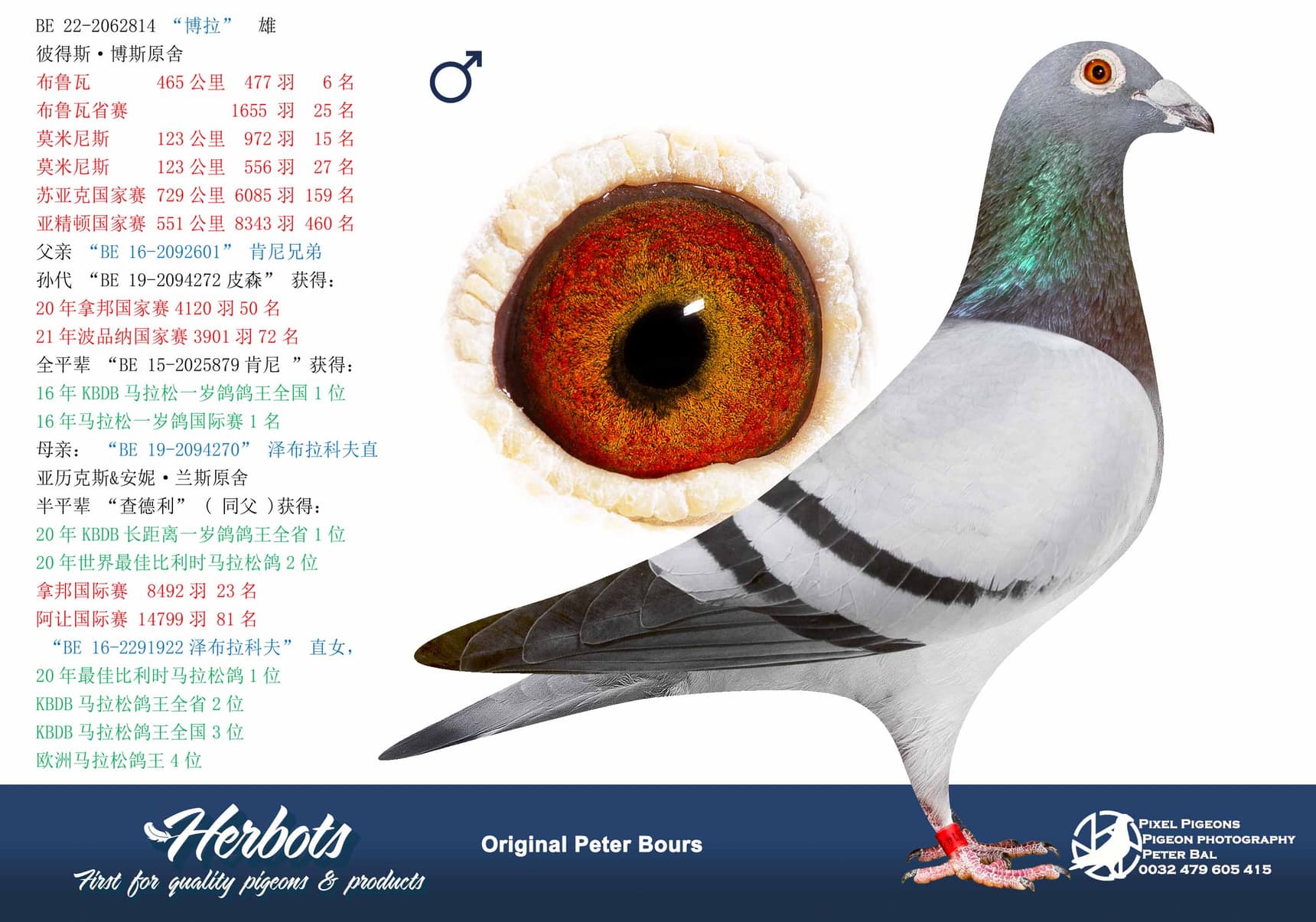 pigeon: undefined