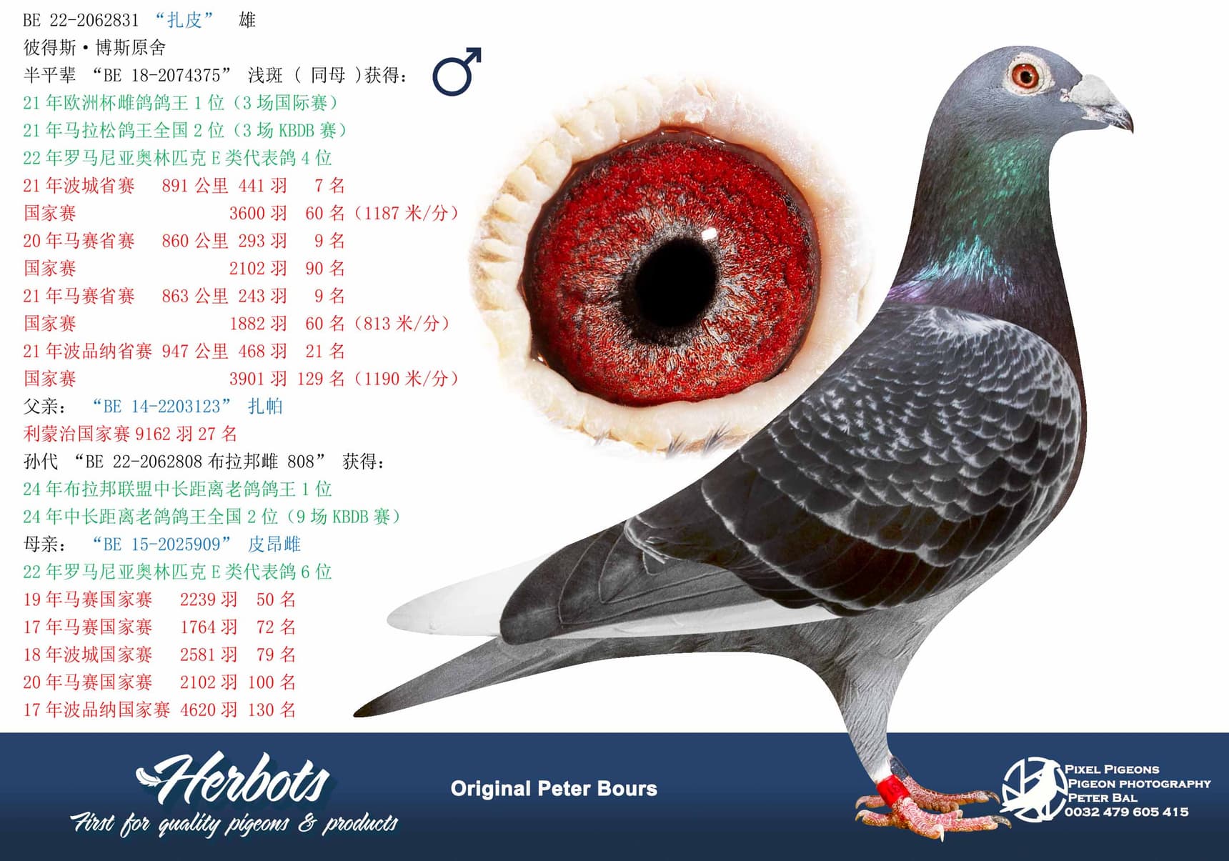 pigeon: “扎皮”