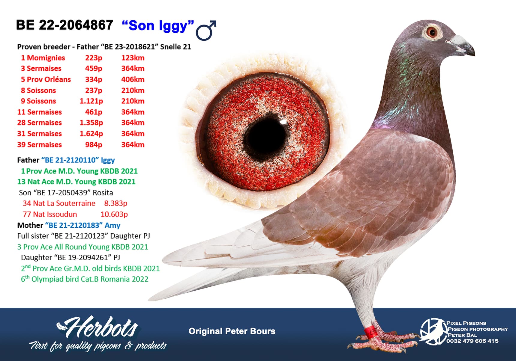 pigeon: undefined