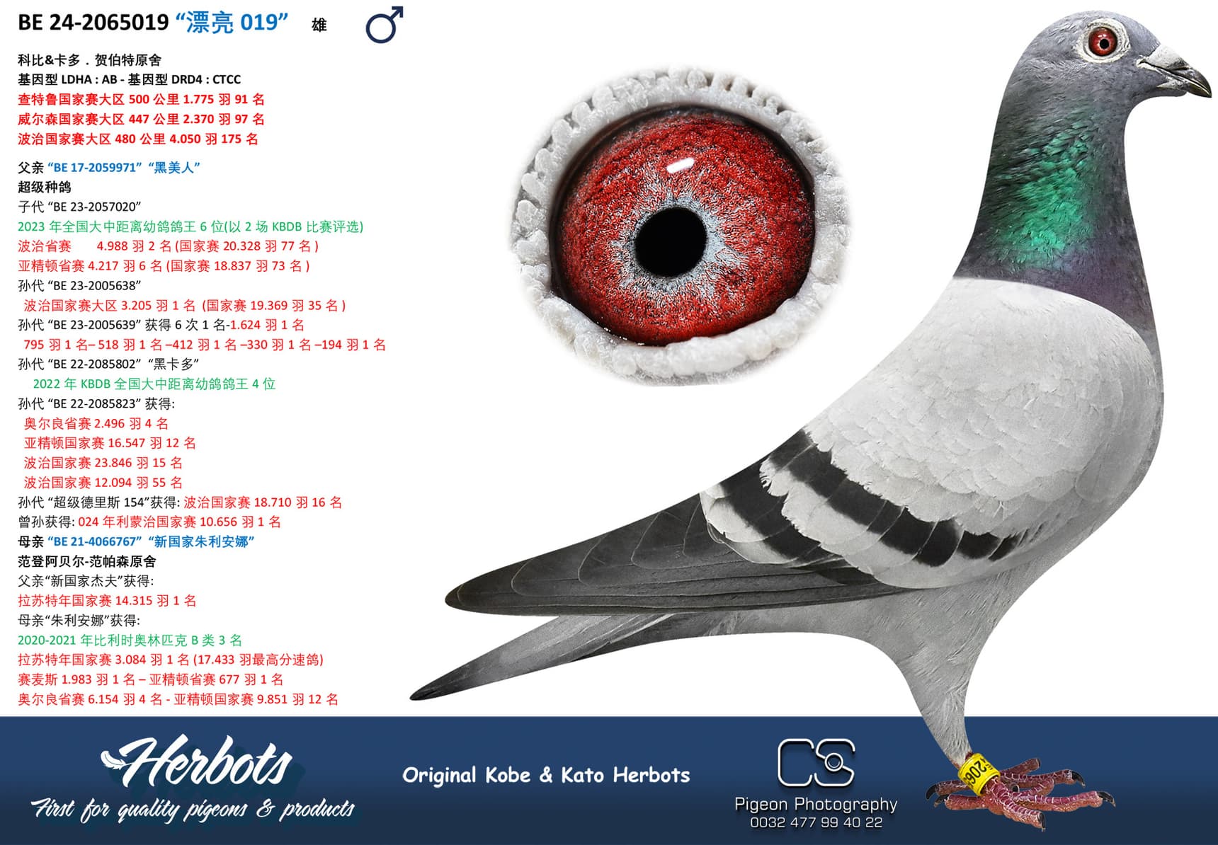 pigeon: “漂亮 019”