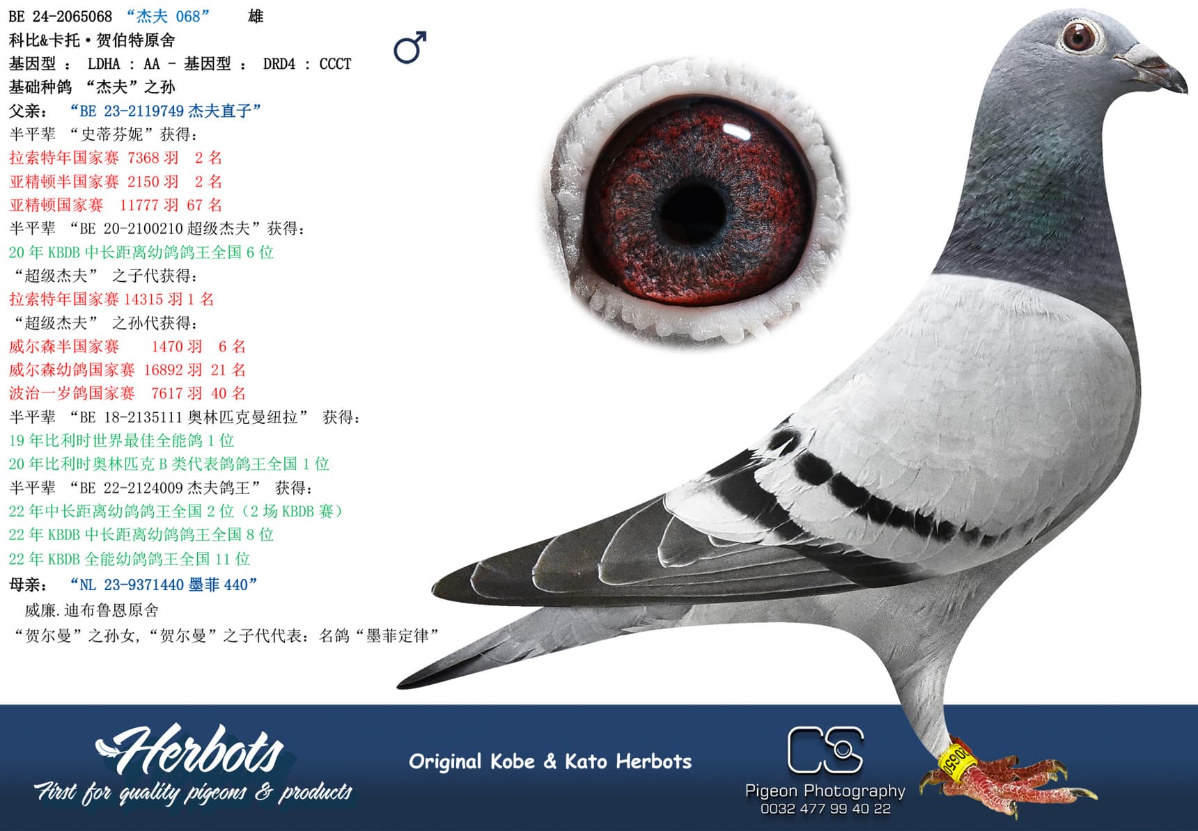 pigeon: undefined