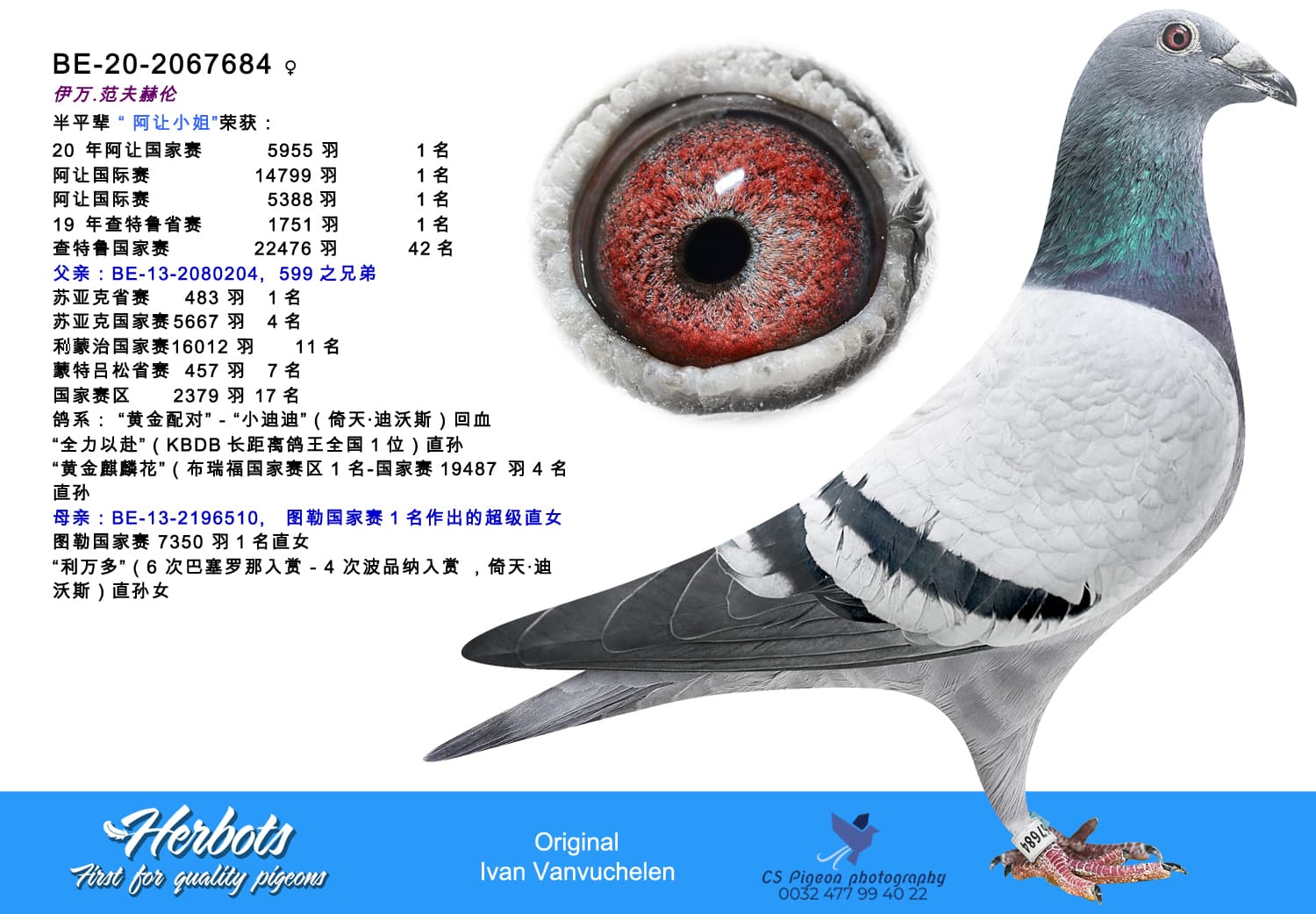 pigeon: undefined