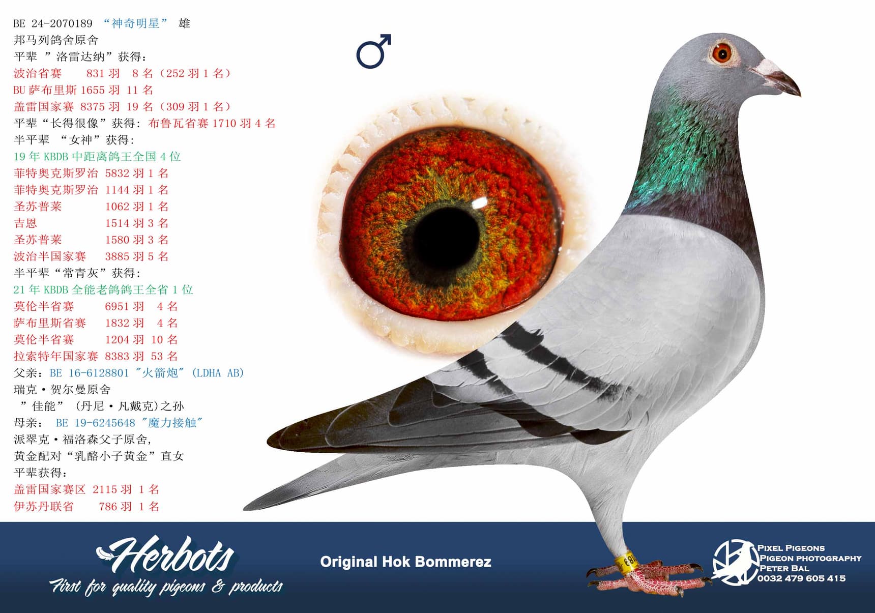 pigeon: undefined