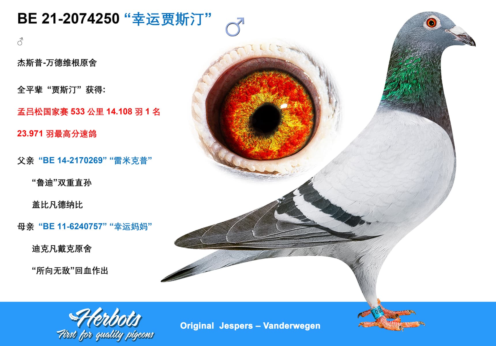 pigeon: undefined