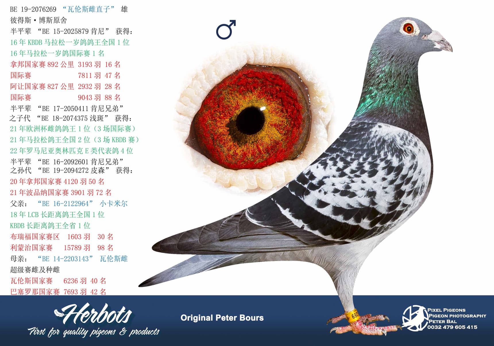 pigeon: undefined