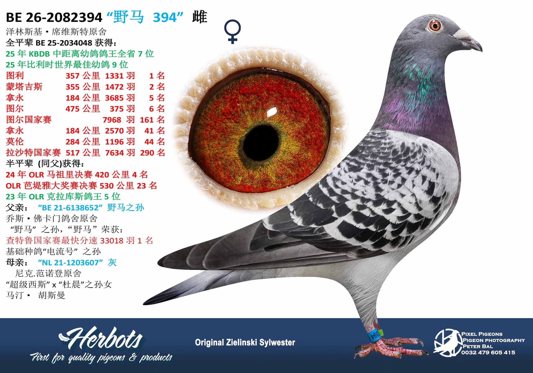 pigeon: undefined