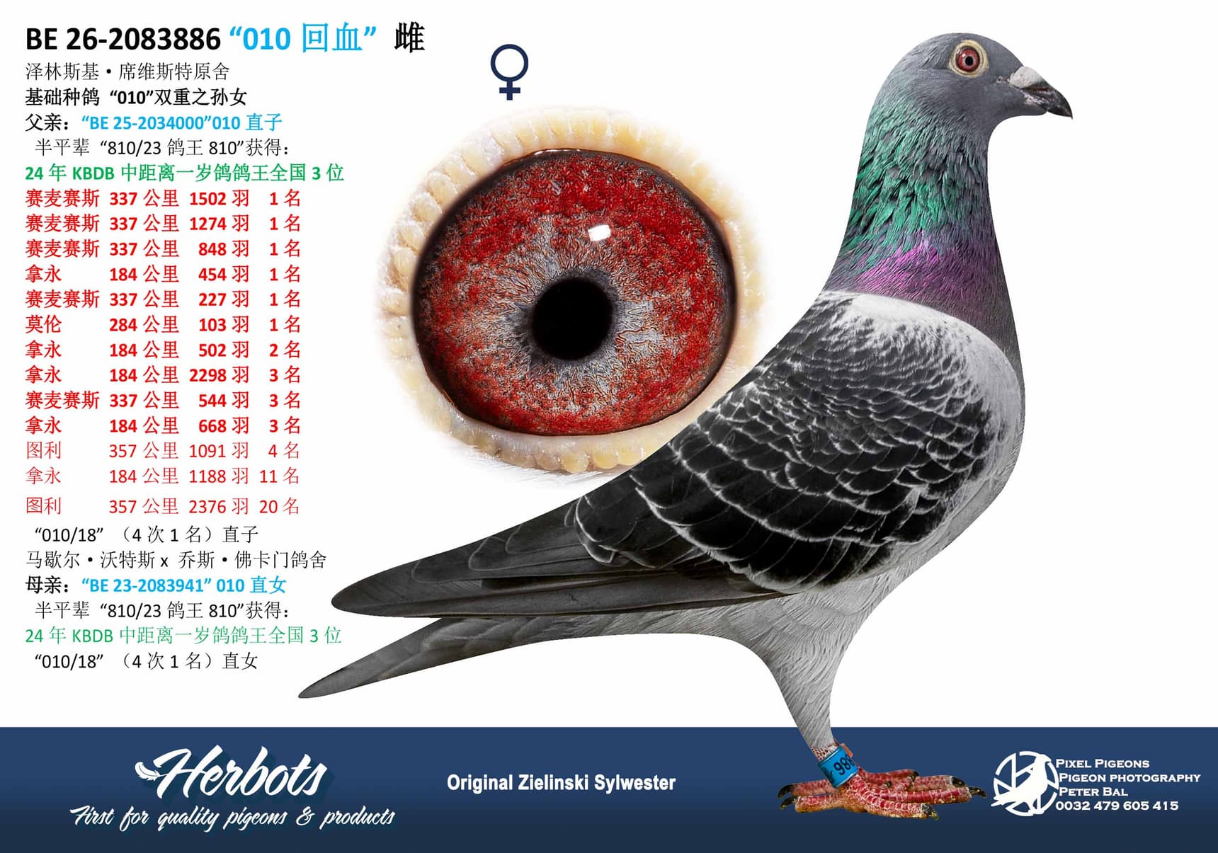 pigeon: undefined