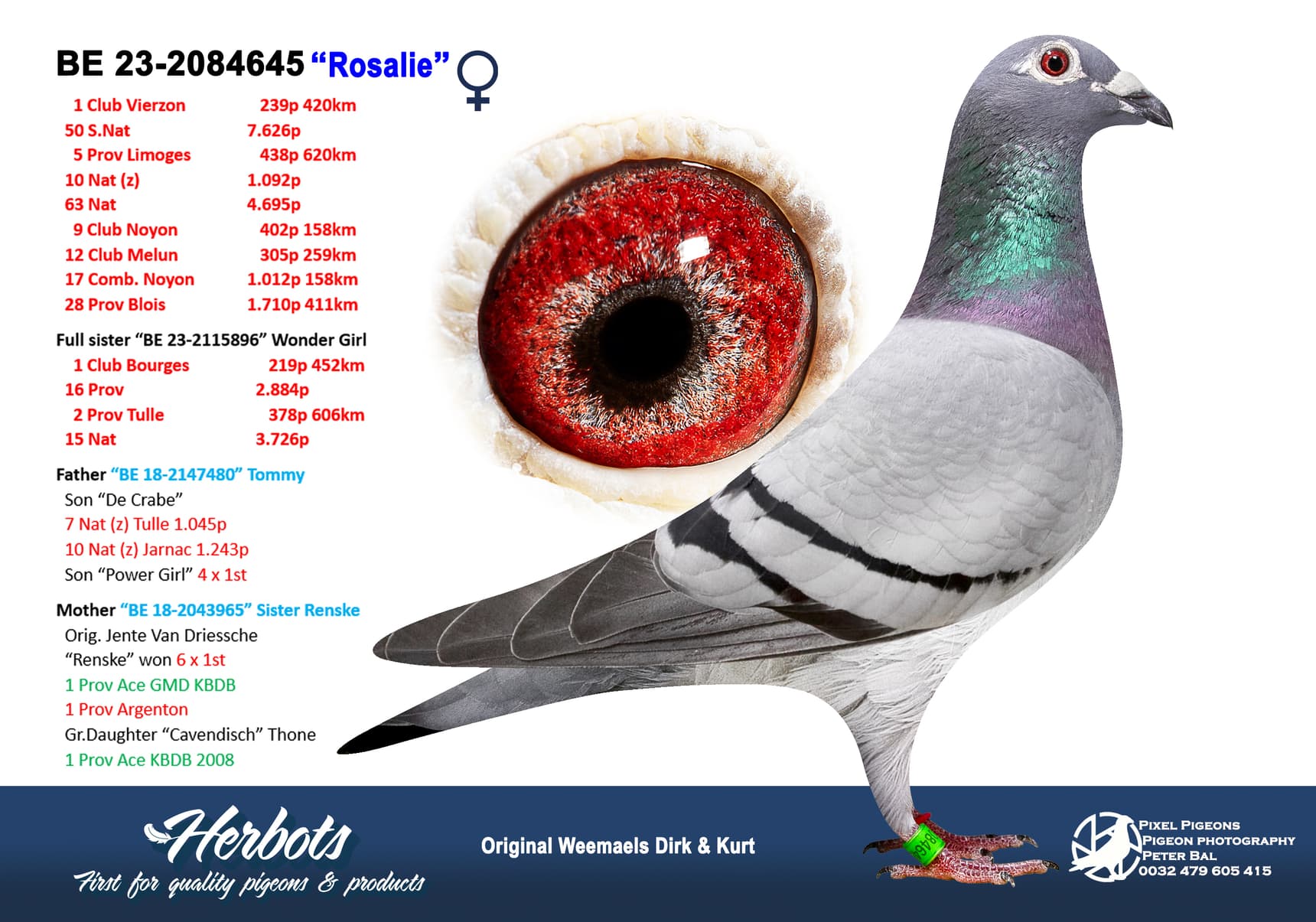 pigeon: undefined