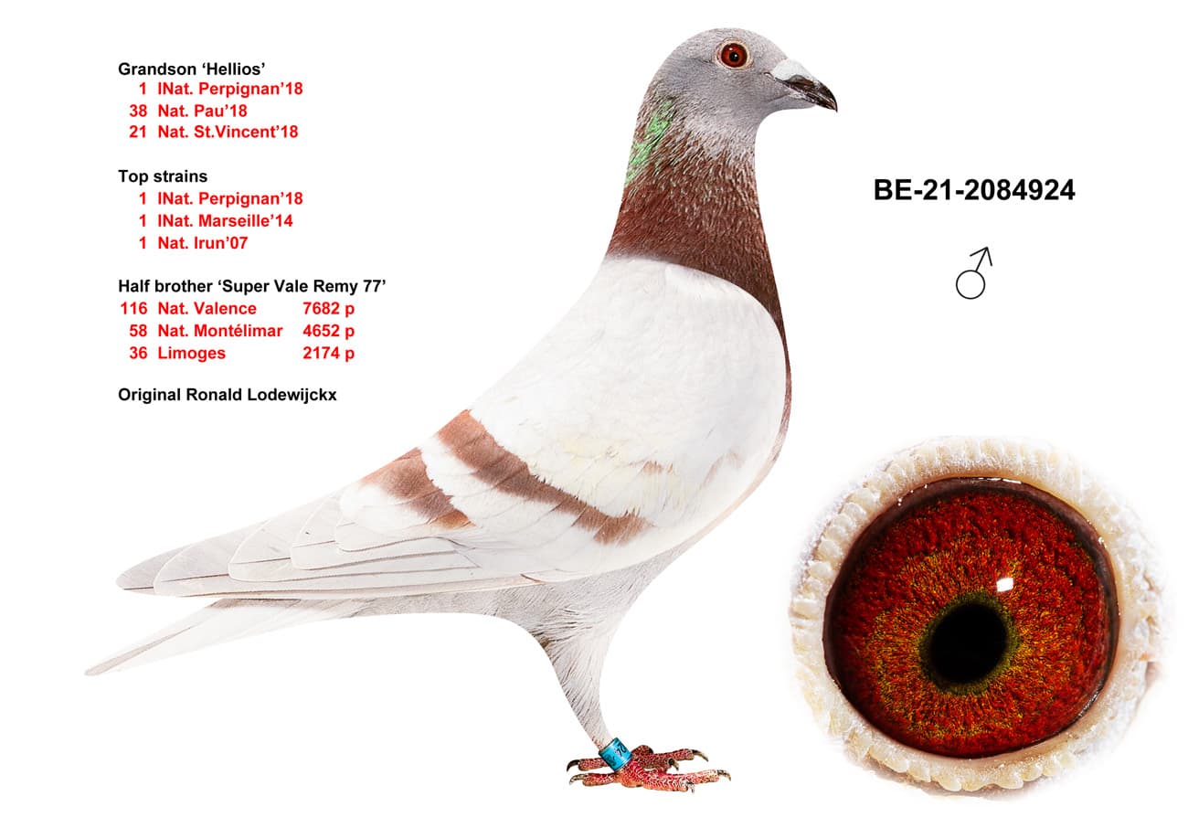 pigeon: Grandson Hellios