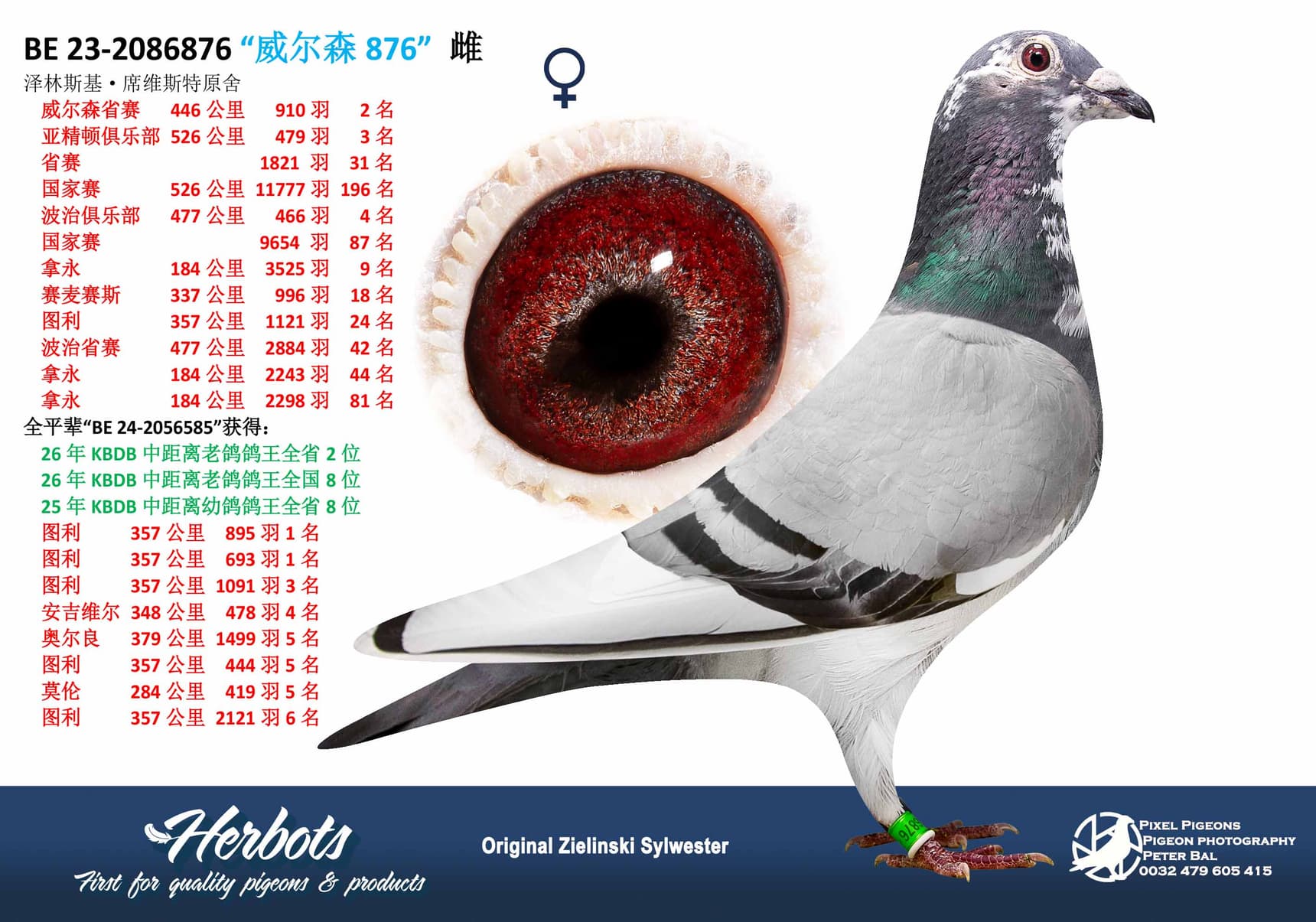 pigeon: undefined
