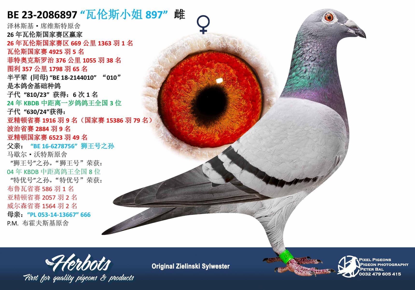 pigeon: undefined