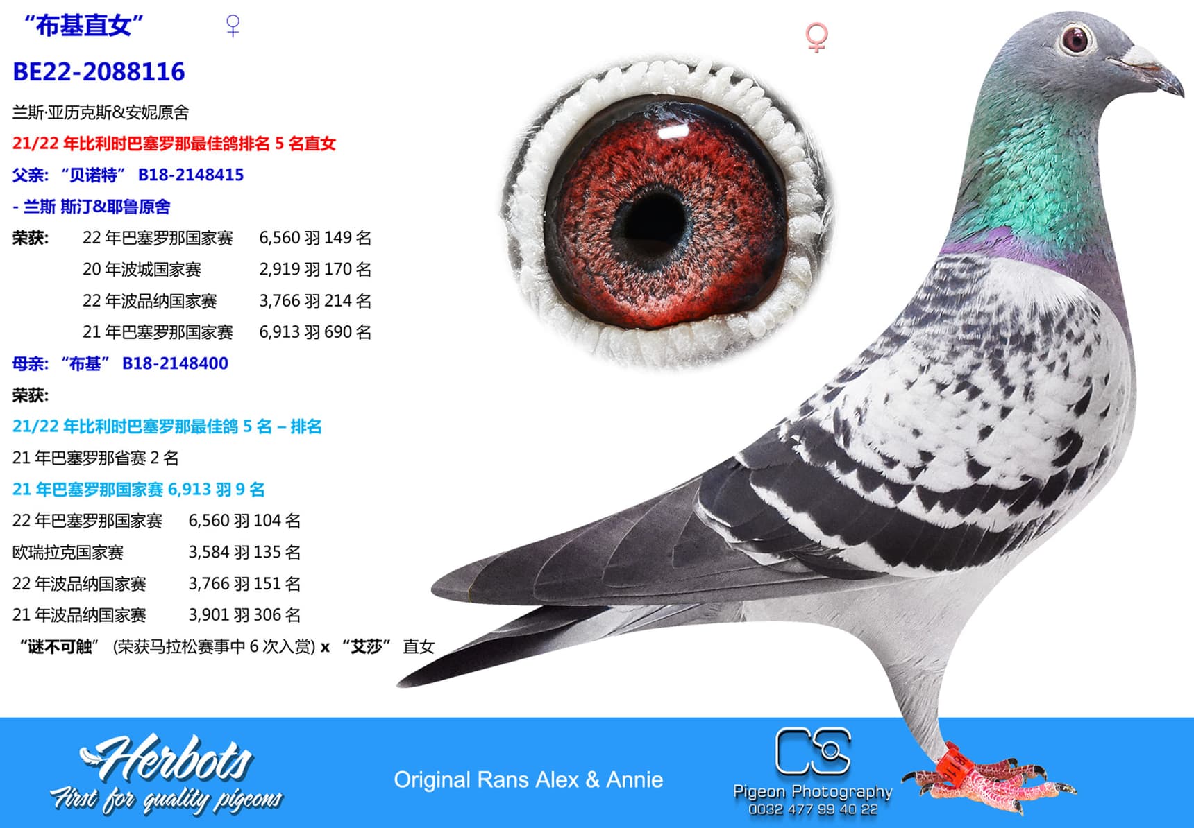 pigeon: “布基直女”