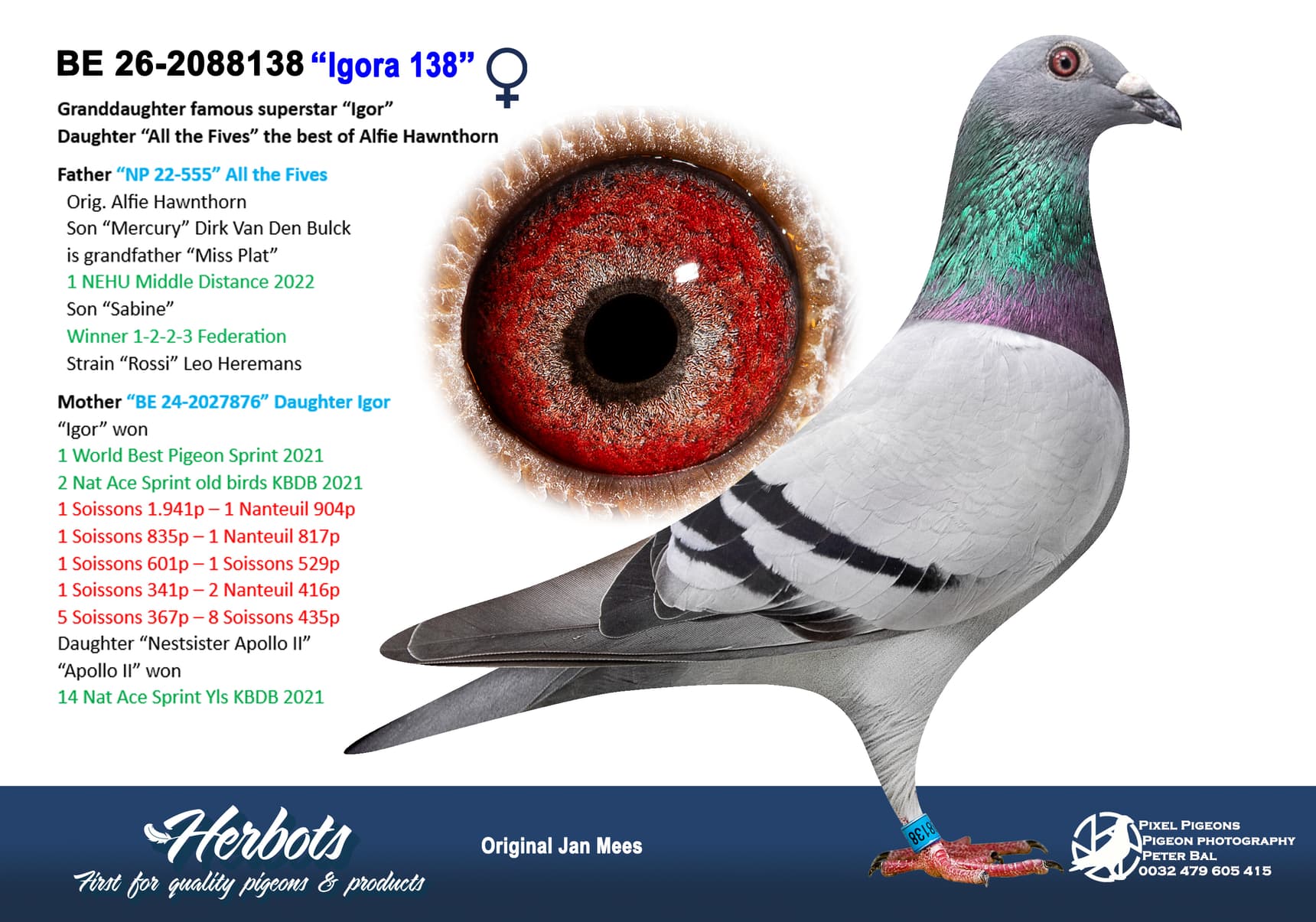 pigeon: undefined