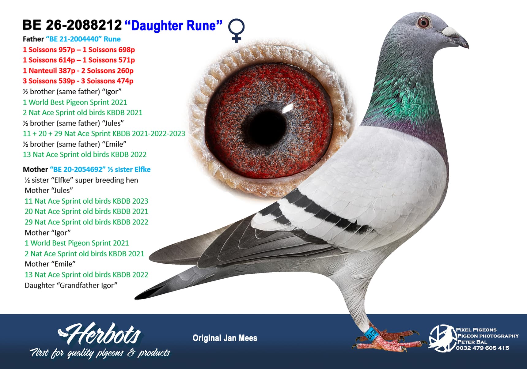 pigeon: undefined
