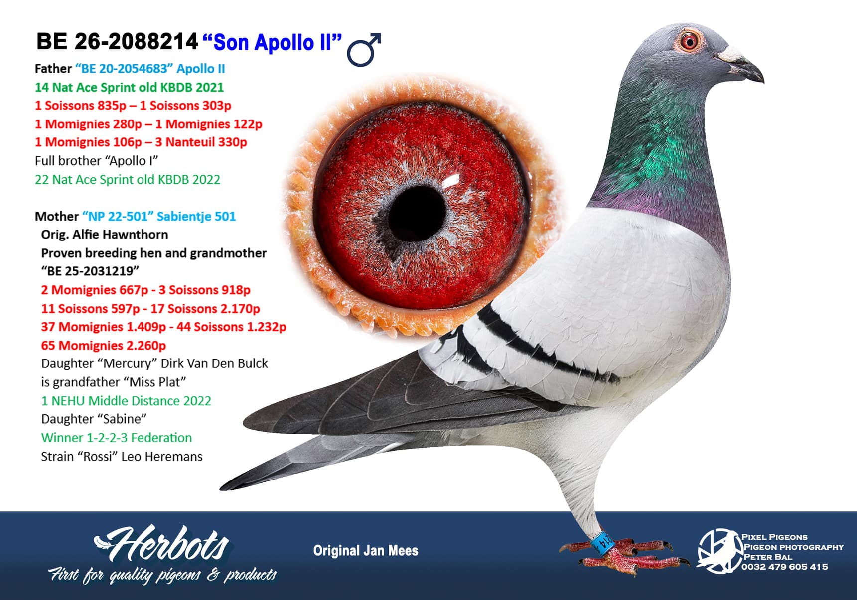 pigeon: undefined