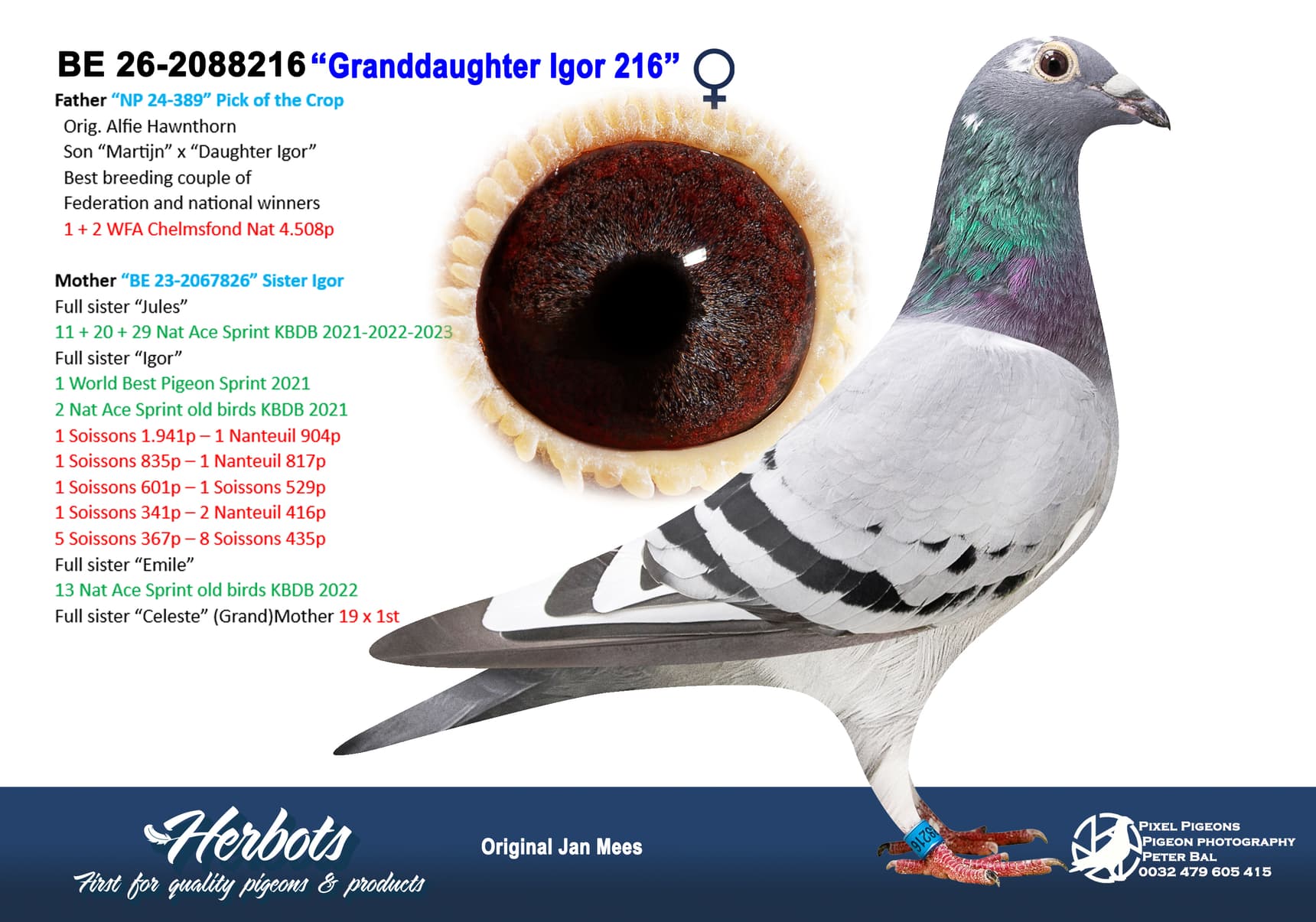 pigeon: undefined