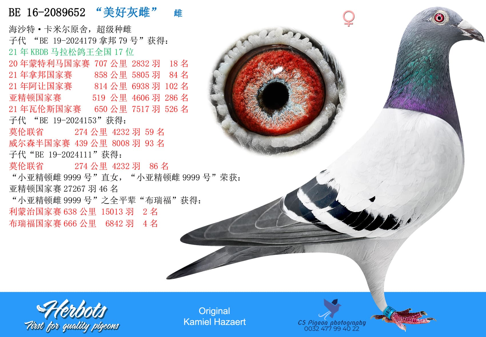 pigeon: “美好灰雌”