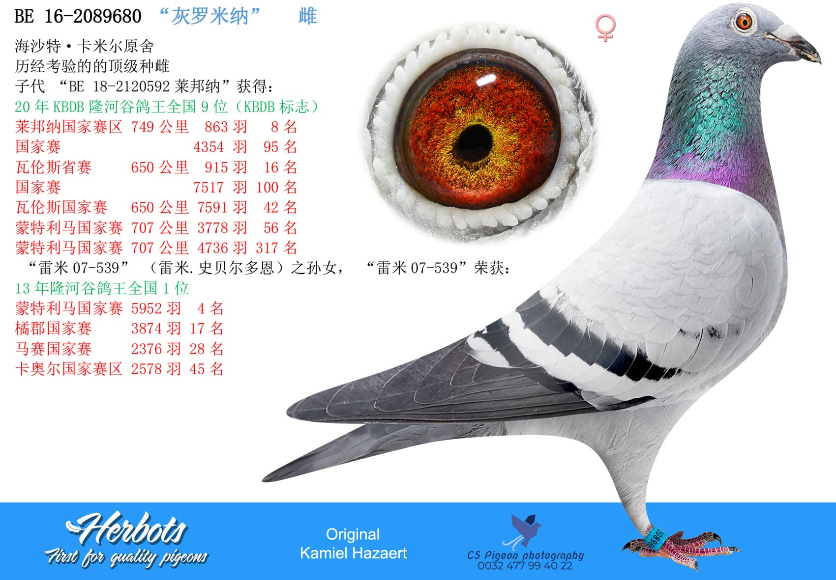pigeon: undefined