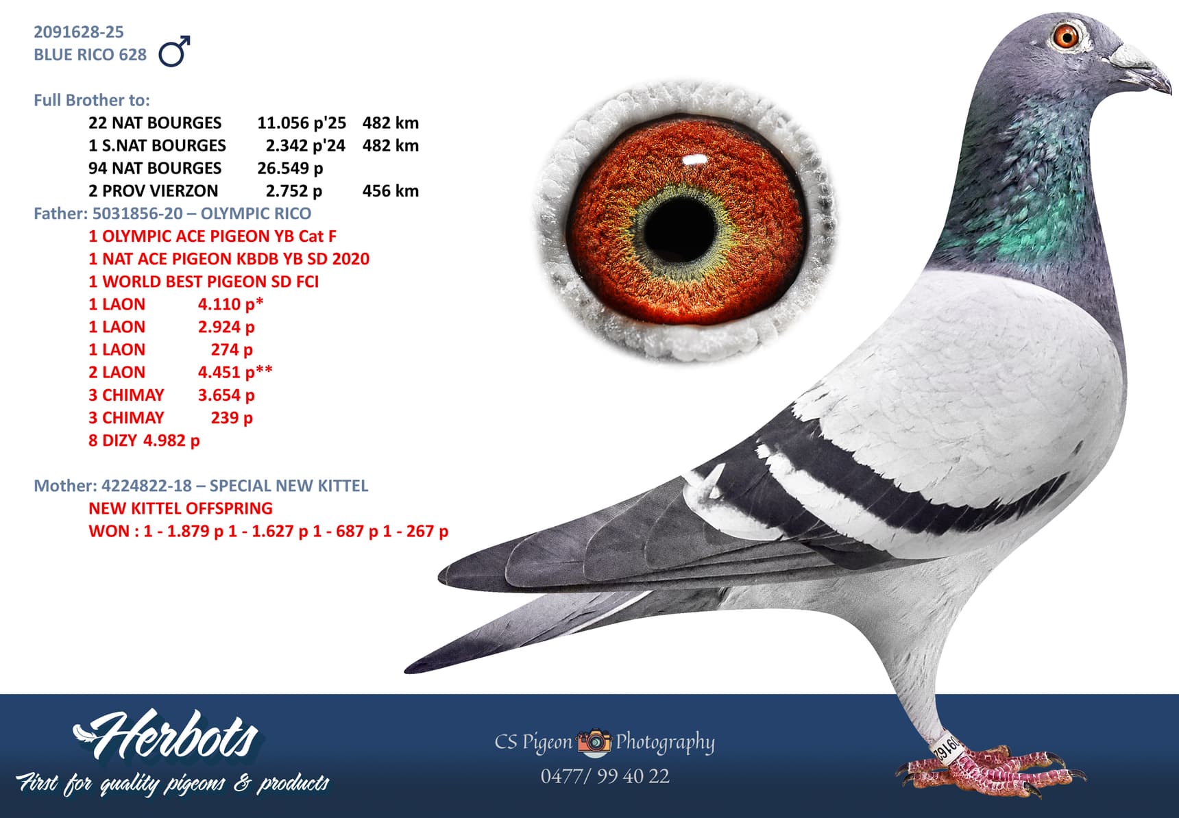 pigeon: undefined