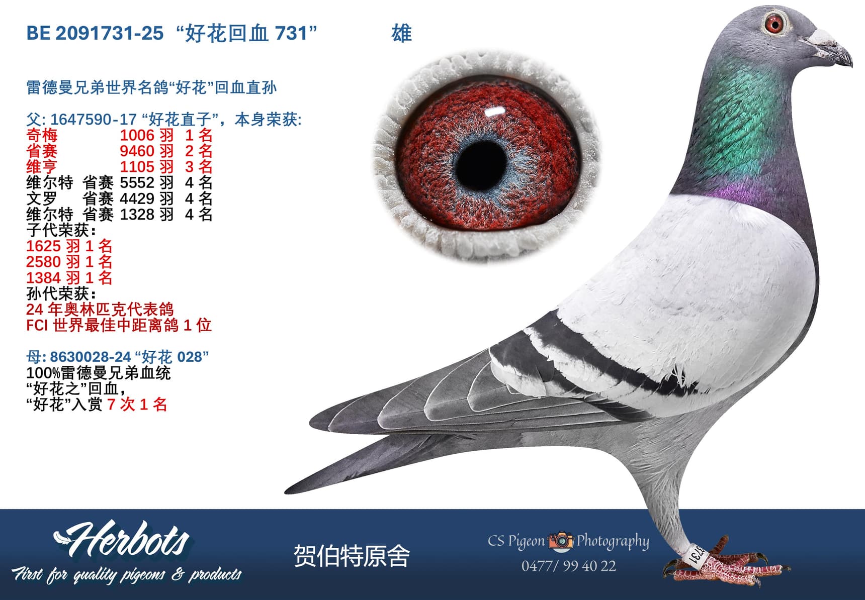 pigeon: “灰雷姆克731”