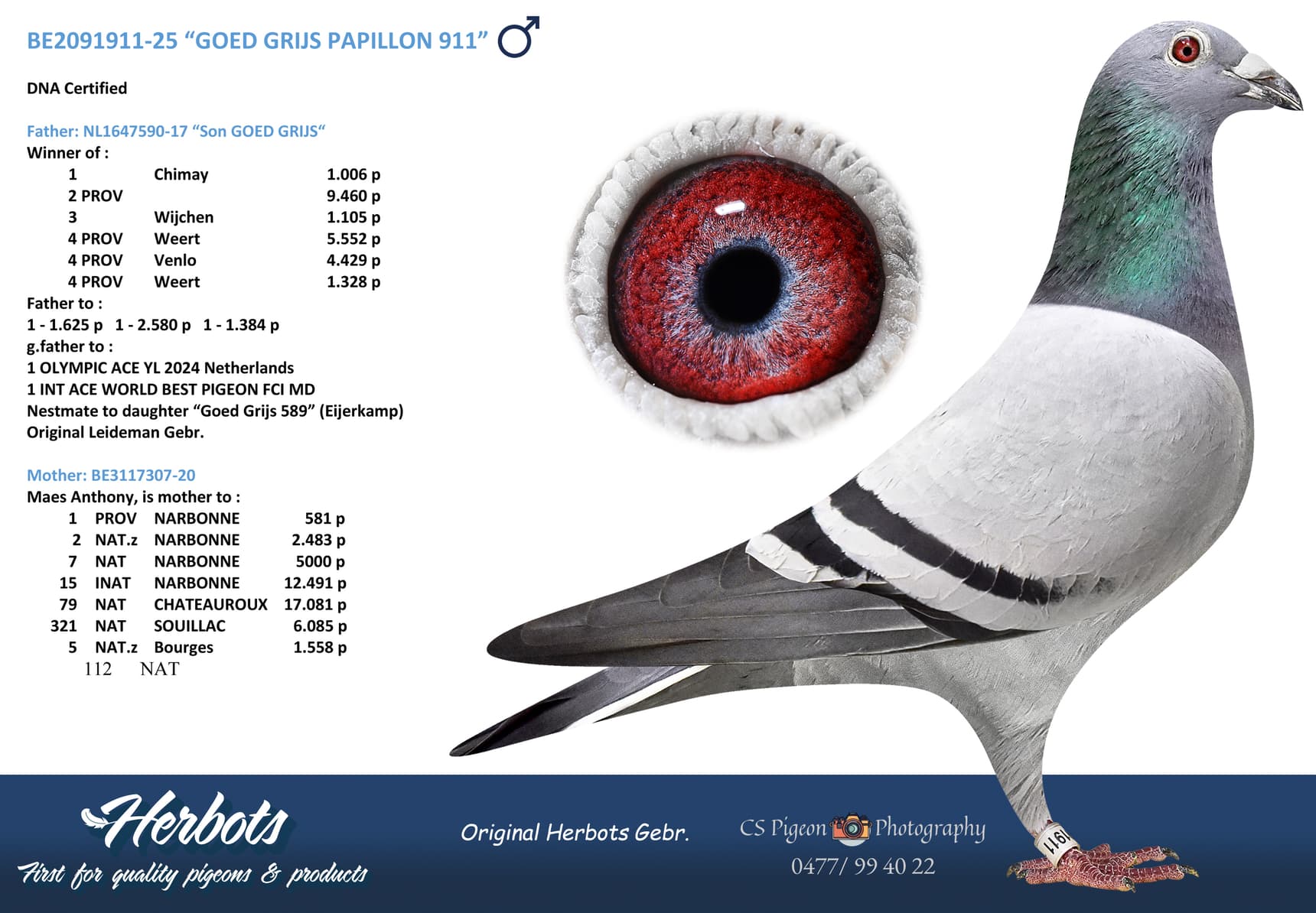 "GOED GRIJS PAPILLON 911"