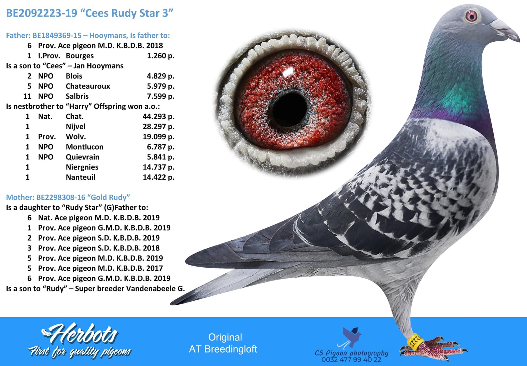 pigeon: “Cees Rudy Star 3 ”