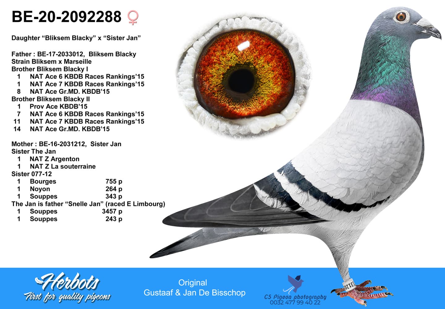 pigeon: undefined