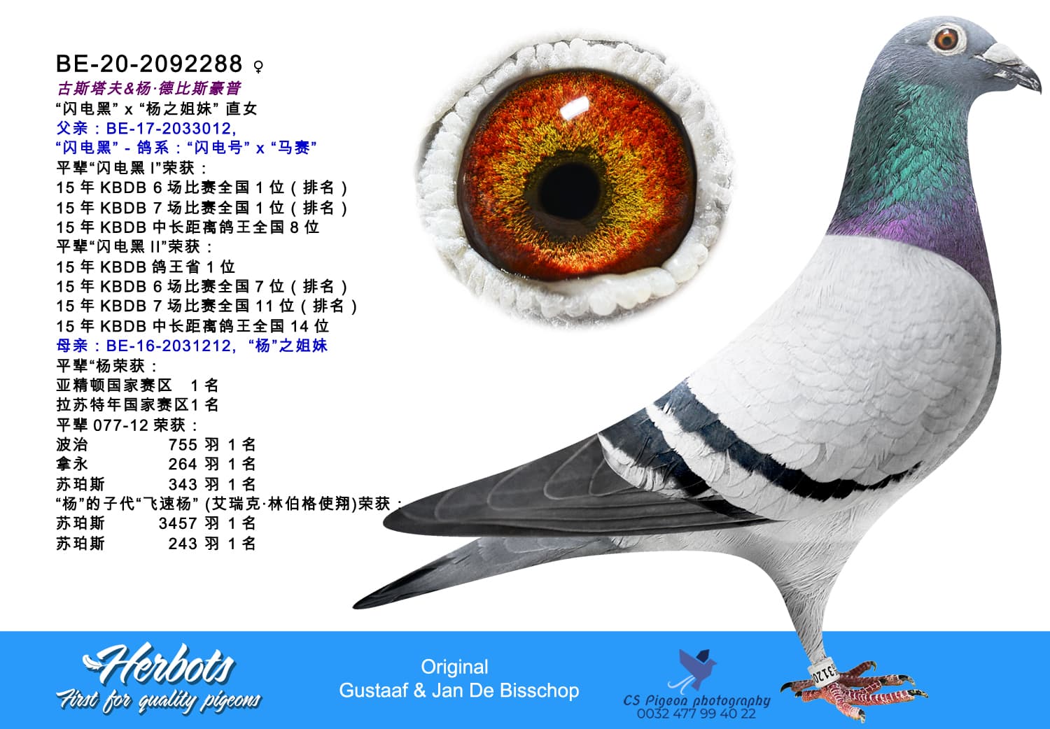 pigeon: undefined