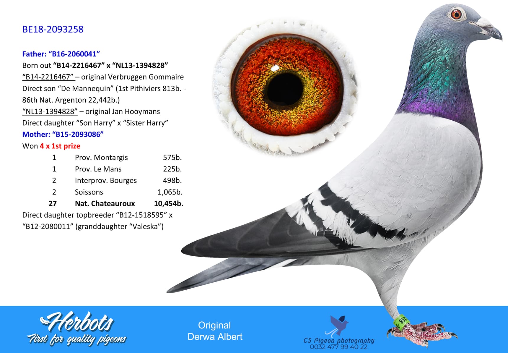 pigeon: “Lucky Boy 258”