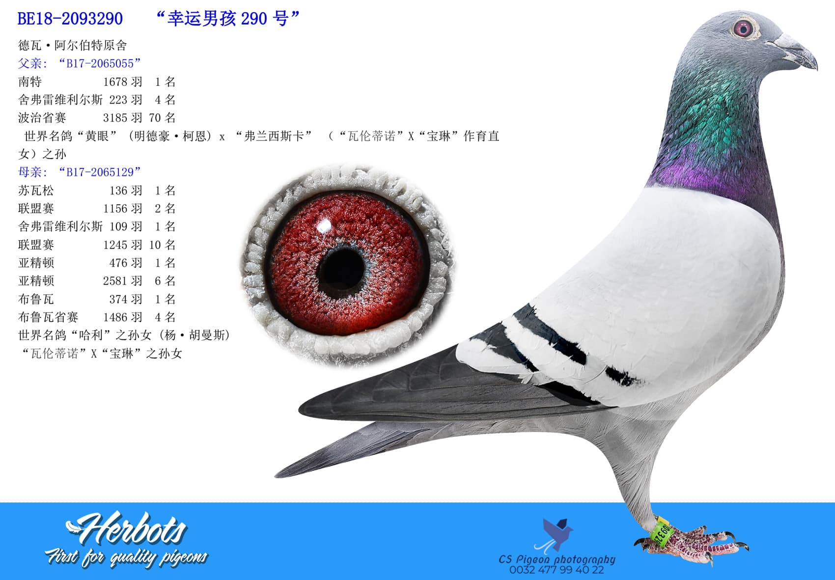 pigeon: “幸运男孩290号”