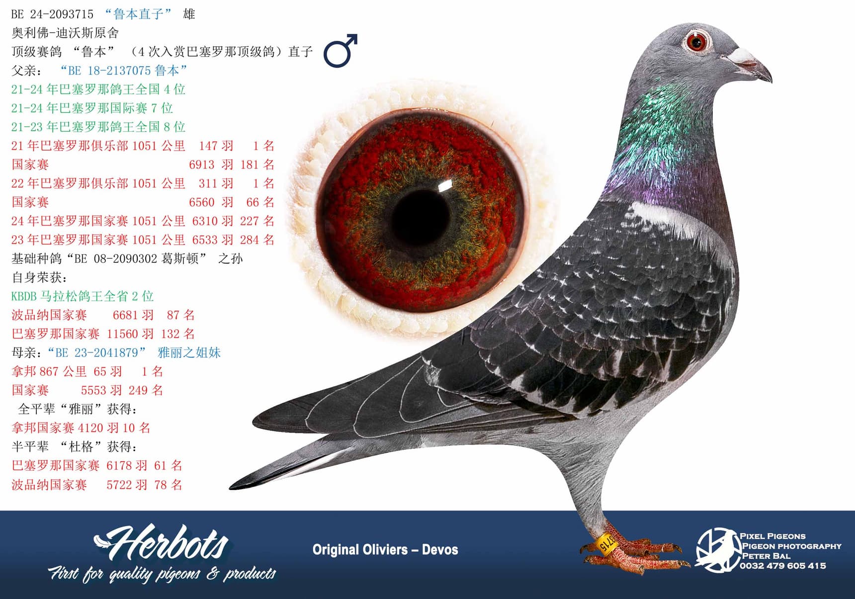 pigeon: undefined