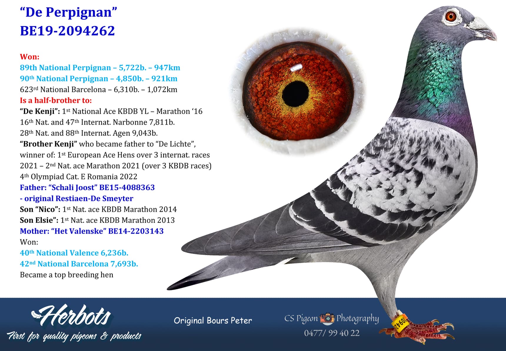 pigeon: undefined