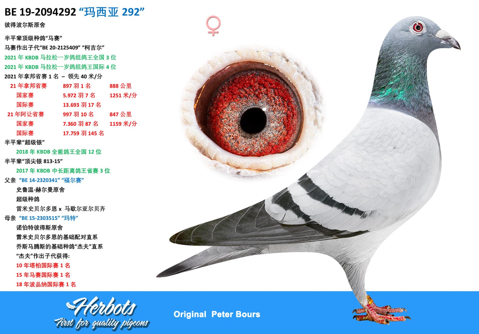 pigeon: “玛西亚292”