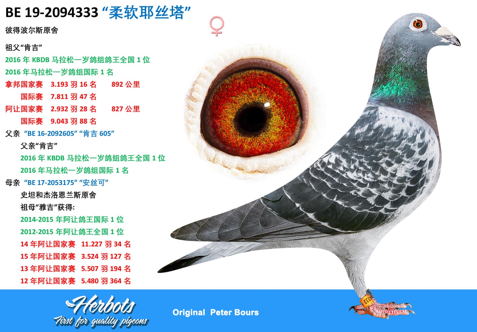 pigeon: “柔软耶丝塔”